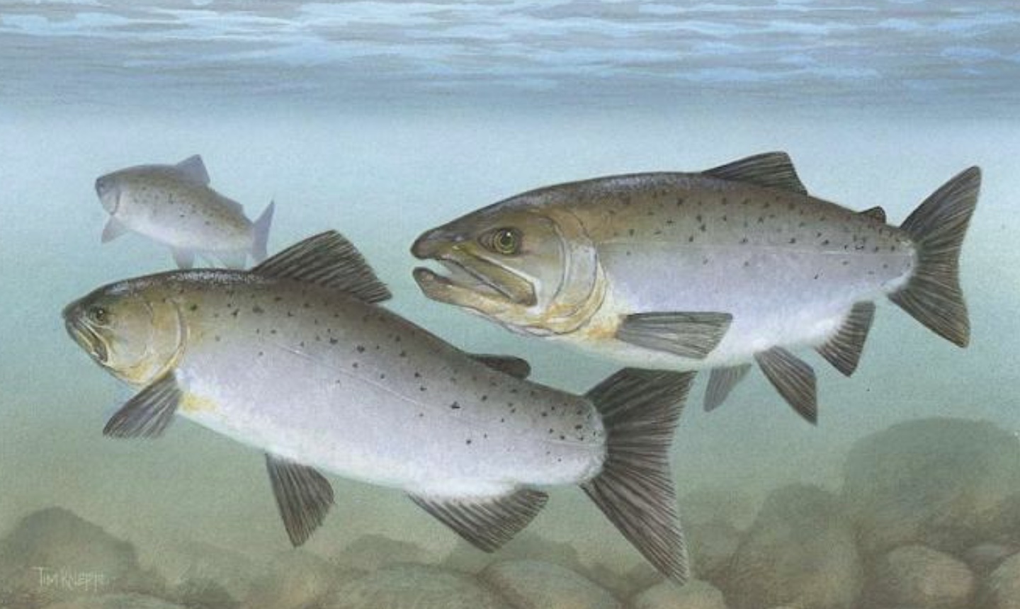 Pacific salmon (drawing) U.S. Climate Resilience Toolkit